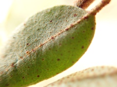 Elaeagnus glabra