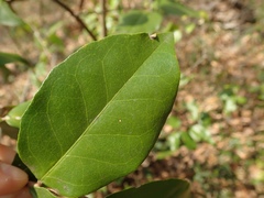 Elaeagnus glabra
