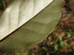 Elaeagnus glabra