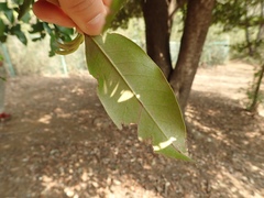 Castanopsis sieboldii