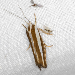 Catoryctis subparallela