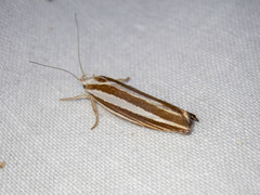 Catoryctis subparallela