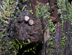 Poronia erici