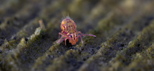 Dicyrtomina ornata, Leersum, Nederland, photo 8 of 10