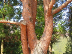 Pinus densiflora