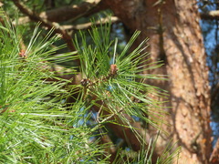 Pinus densiflora