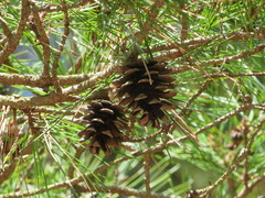 Pinus densiflora