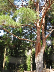 Pinus densiflora