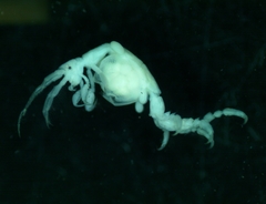 Caprella penantis