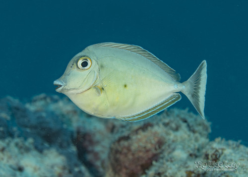 Bluespine Unicornfish