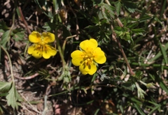 Potentilla anglica