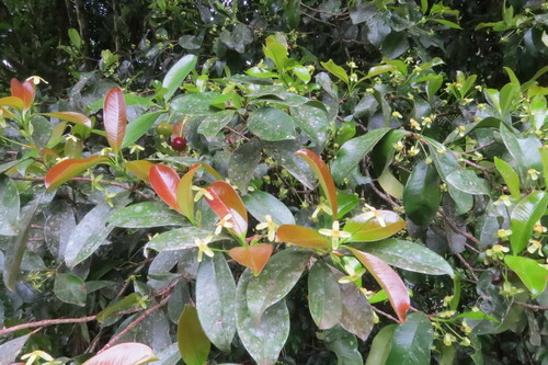 Image of Eugenia brasiliensis by (c) Jonathan Lorencetti Ehlert, some rights reserved (CC BY-SA)