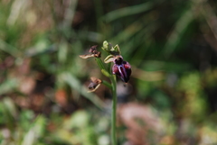 Ophrys mammosa