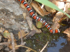 Lampropeltis multifasciata