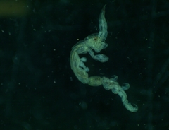 Caprella penantis