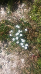Ornithogalum umbellatum