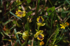 Ophrys lutea galilaea