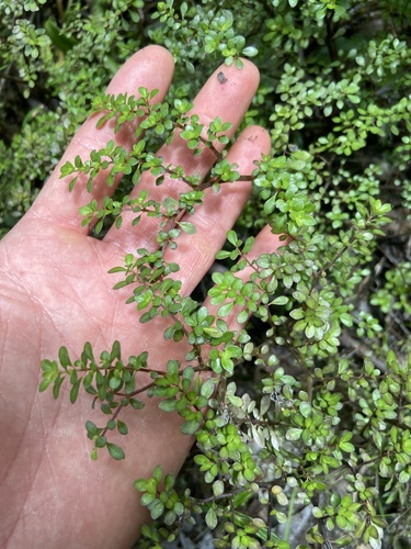 Pilea microphylla