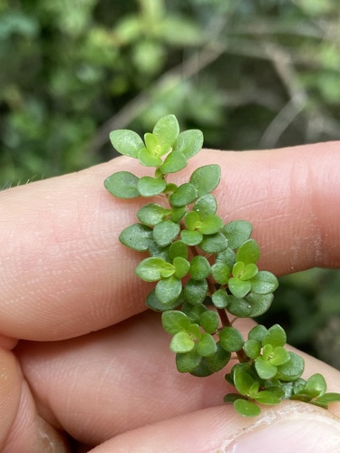 Pilea microphylla