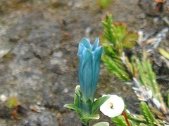 Gentiana glauca