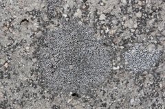 Myriolecis crenulata