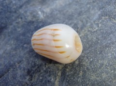 Amoria zebra