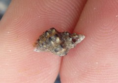 Phycothais reticulata