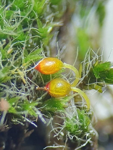 Image of Grimmia orbicularis by no rights reserved