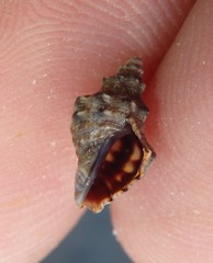 Phycothais reticulata