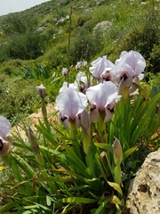 Iris lortetii