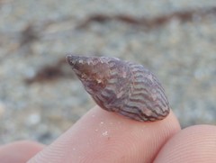 Phasianotrochus eximius