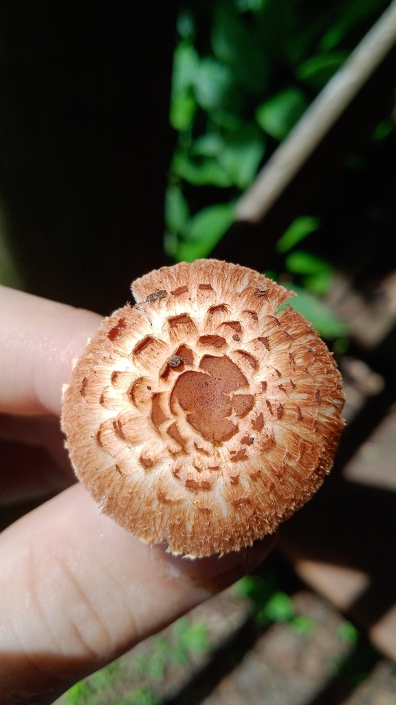 Rugosospora pseudorubiginosa · January 2023 · photo: © deniszabin (iNaturalist, cc-by)