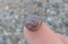 Phasianotrochus eximius