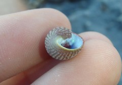 Phasianotrochus eximius