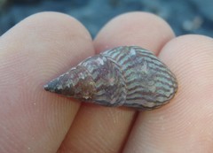 Phasianotrochus eximius