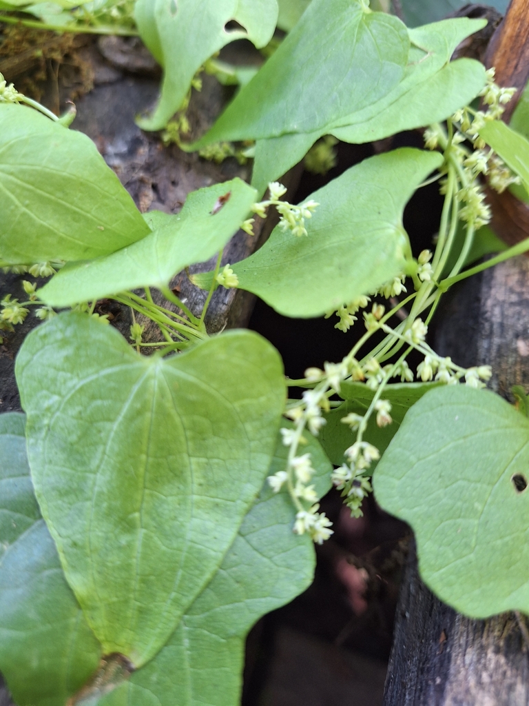 Dioscorea sinuata from Zona de Reserva, Provincia de Buenos Aires ...