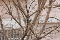 Pycnonotus sinensis