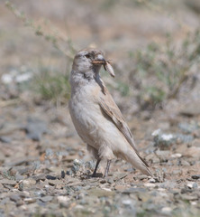 Pere David's Snowfinch photo 3