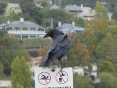 Corvus tasmanicus