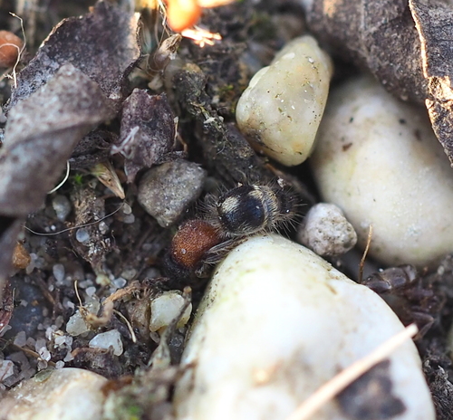 Physetopoda halensis