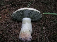 Amanita austroviridis
