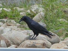 Corvus tasmanicus