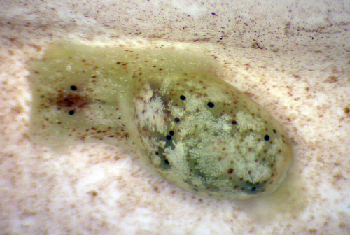 Haloa crocata observed 2014-05-07