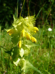 Rhinanthus serotinus aestivalis