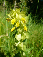 Rhinanthus serotinus aestivalis