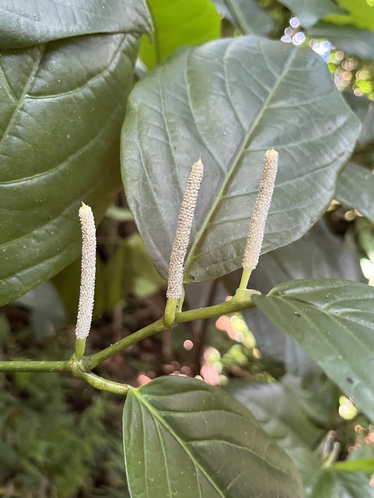 Piper glabrescens
