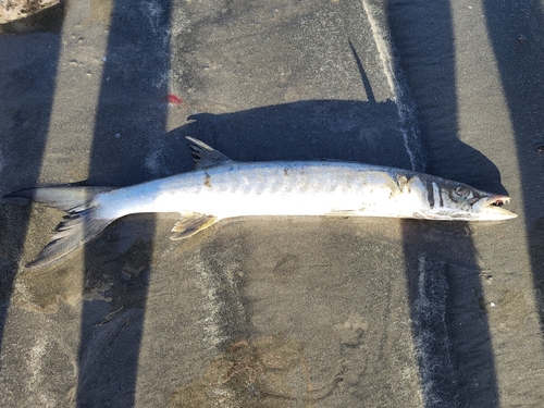 Guinean barracuda (Sphyraena afra) — Sphyraenidae — 2