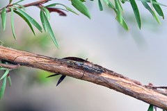 Tetragnatha bituberculata
