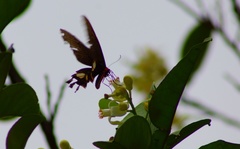 Byasa polyeuctes termessus