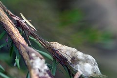 Tetragnatha bituberculata